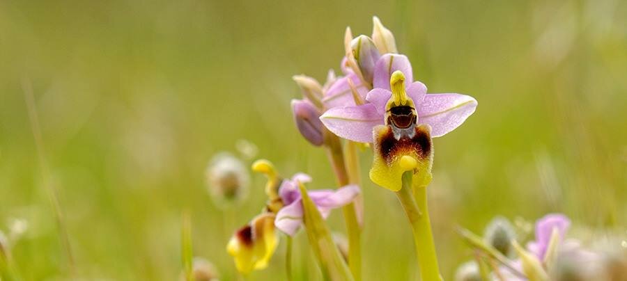 Here we are, native orchids flowering period is now!